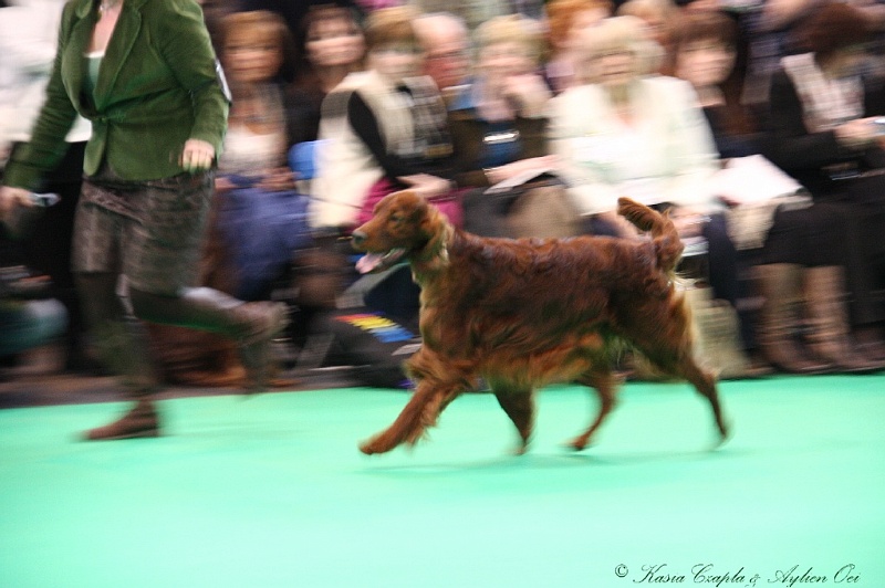 Crufts2011 725.jpg